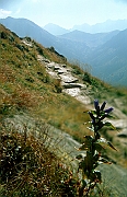 Tatry, jesien, Goryczka przy szlaku.