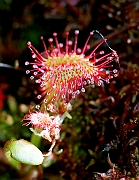 Torfowiska kolo Piekielnika, lato, rosiczka okraglolistna ( Drosera rotundifolia ).