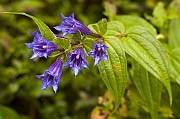 Gory, Tatry, jesien 2004, goryczka trojesciowa (Gentiana asclepiade) .