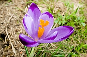 Tatry, wiosna 2005, Szafran Spiski, Krokus - (Crocus vernus).