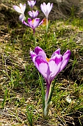 Tatry, wiosna 2005, Szafran Spiski, Krokus - (Crocus vernus).