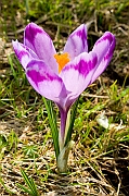 Tatry, wiosna 2005, Szafran Spiski, Krokus - (Crocus vernus).