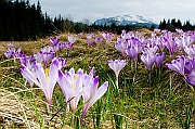 Tatry, wiosna 2005, Szafran Spiski, Krokus - (Crocus vernus).