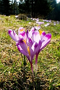 Tatry, wiosna 2005, Szafran Spiski, Krokus - (Crocus vernus).