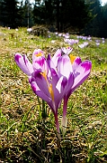 Tatry, wiosna 2005, Szafran Spiski, Krokus - (Crocus vernus).