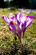 Tatry, wiosna 2005, Szafran Spiski, Krokus - (Crocus vernus).