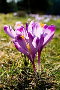 Tatry, wiosna 2005, Szafran Spiski, Krokus - (Crocus vernus).