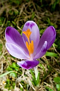 Tatry, wiosna 2005, Szafran Spiski, Krokus - (Crocus vernus).