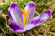 Tatry, wiosna 2005, Szafran Spiski, Krokus - (Crocus vernus).