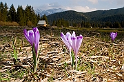 Tatry, wiosna 2005, Szafran Spiski, Krokus - (Crocus vernus).