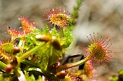 Torfowisko kolo Piekielnika, Puscizna Wielka, lato, rosiczka okraglolistna ( Drosera rotundifolia ).