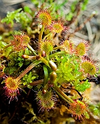 Torfowisko kolo Piekielnika, Puscizna Wielka, lato, rosiczka okraglolistna ( Drosera rotundifolia ).