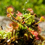 Torfowisko kolo Piekielnika, Puscizna Wielka, lato, rosiczka okraglolistna ( Drosera rotundifolia ).