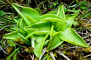 Torfowisko kolo Piekielnika, Puscizna Wielka, lato, tlustosz alpejski ( Pinguicula alpina ).