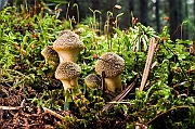 Tatry, jesien 2005 Opienka miodowa, mlode osobniki ( Armillaria mellea )