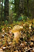 Tatry, jesien 2005 Opienka miodowa, mlody osobnik ( Armillaria mellea )