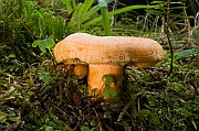 Tatry, jesien 2005, Mleczaj rydz - (Lactarius deliciosus)