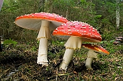 Tatry, jesien 2005, Muchomor czerwony - (Amonita muscaria)