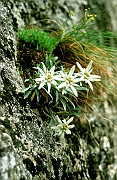 Tatry, Myslenickie Turnie, symbol tatrzanski, szarotka alpejska ( Leontopodium alpinum ). Rosnie na skalach wapiennych w Tatrach Zachodnich.
