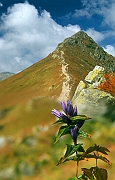 Tatry, jesien, Goryczka przy szlaku.