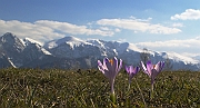 Tatry, wiosna 2004, Szafran Spiski, Krokus - (Crocus vernus), w tle masyw Czerwonych Wierchow jeszcze w zimowej szacie.