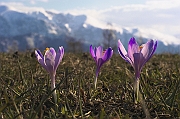 Tatry, wiosna 2004, Szafran Spiski, Krokus - (Crocus vernus), w tle masyw Czerwonych Wierchow jeszcze w zimowej szacie.