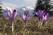 Tatry, wiosna 2004, Szafran Spiski, Krokus - (Crocus vernus), w tle masyw Czerwonych Wierchow jeszcze w zimowej szacie.