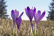 Tatry, wiosna 2004, Szafran Spiski, Krokus - (Crocus vernus).