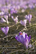 Tatry, wiosna 2004, Szafran Spiski, Krokus - (Crocus vernus).