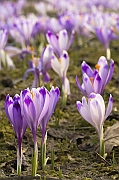 Tatry, wiosna 2004, Szafran Spiski, Krokus - (Crocus vernus).